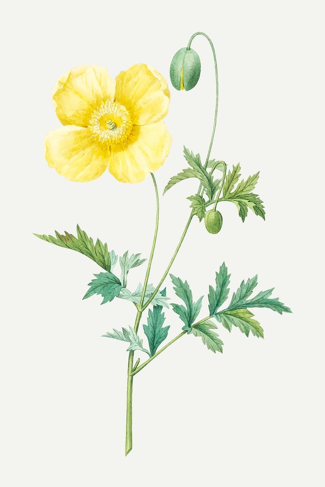 Welsh poppy flower botanical vector, remixed from artworks by Pierre-Joseph Redout&eacute;