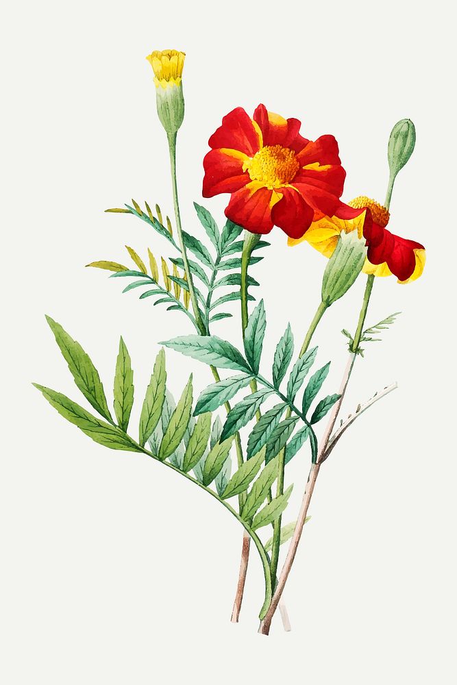 Mexican flower vector, remixed from artworks by Pierre-Joseph Redout&eacute;