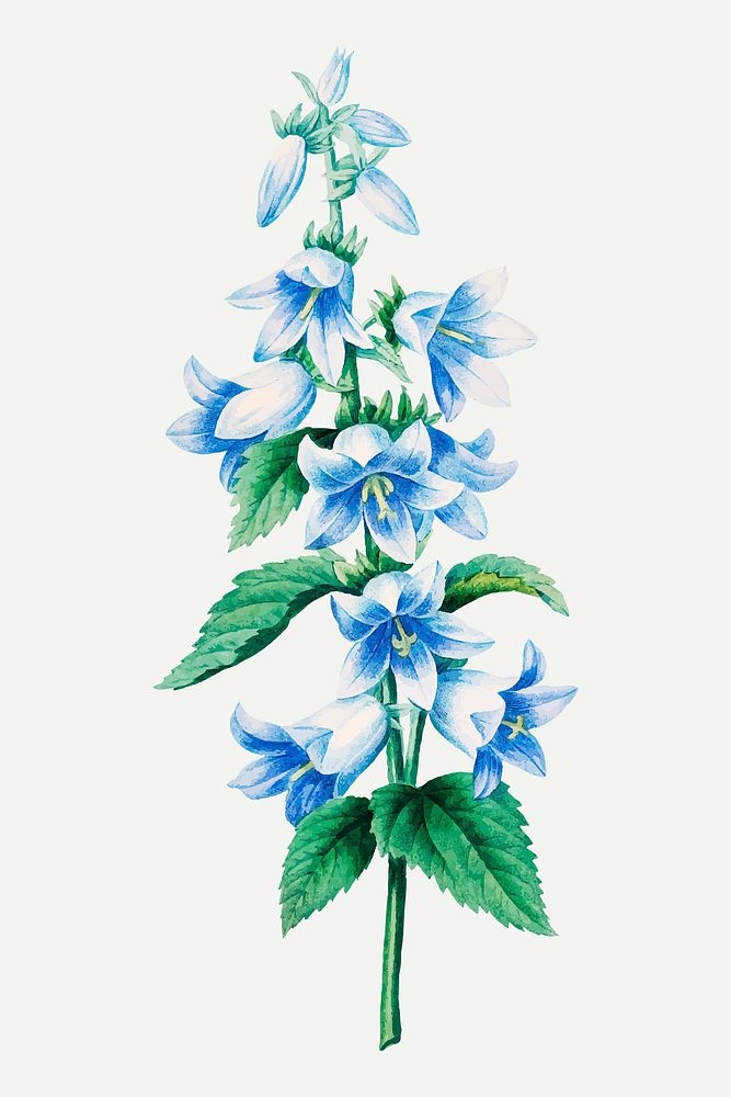 Bellflower botanical vector, remixed from artworks by Pierre-Joseph Redout&eacute;