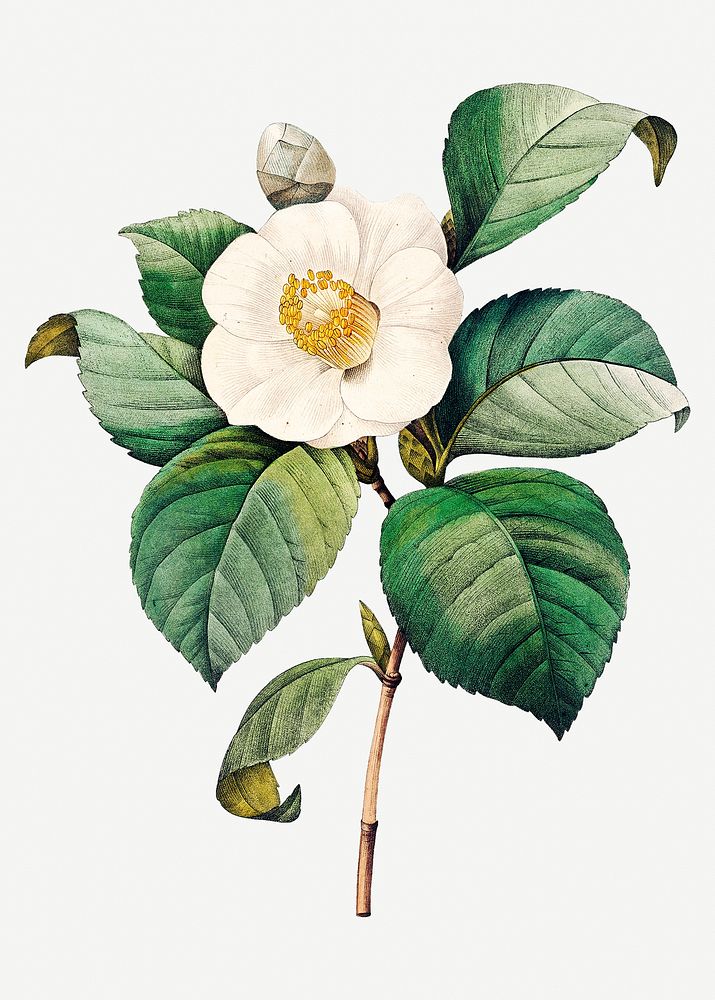 White Japanese camellia flower psd botanical illustration, remixed from artworks by Pierre-Joseph Redout&eacute;