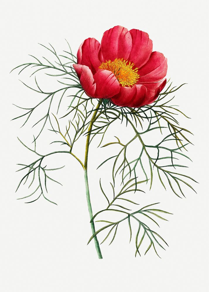 Red peony flower psd botanical illustration, remixed from artworks by Pierre-Joseph Redout&eacute;