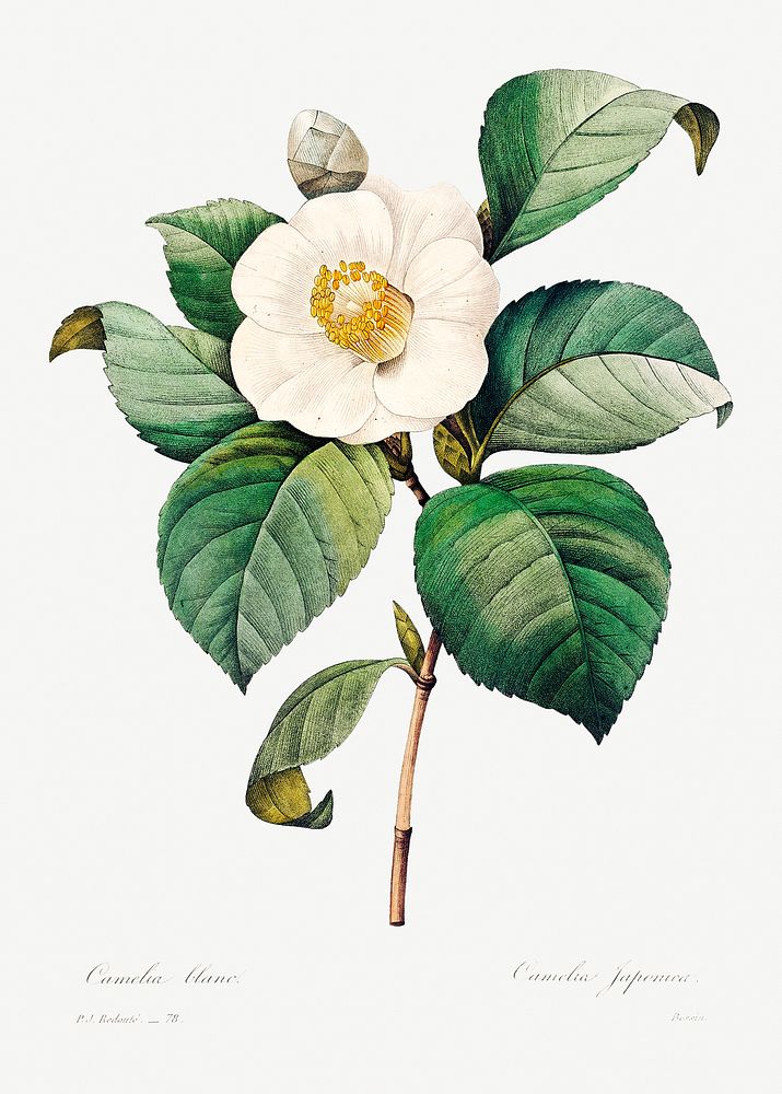 White Japanese camellia by Pierre-Joseph Redout&eacute; (1759&ndash;1840). Original from Biodiversity Heritage Library.…