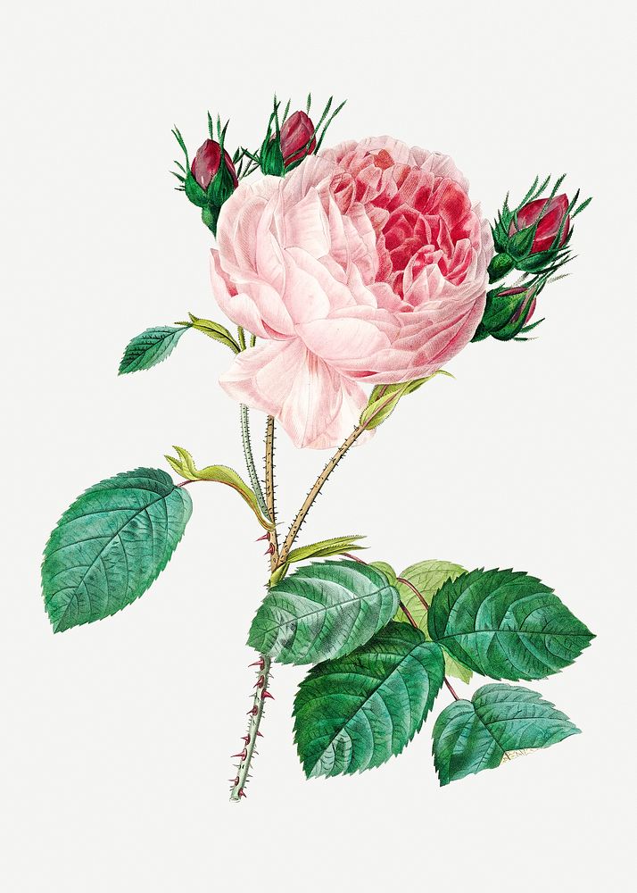 Cabbage rose flower psd botanical illustration, remixed from artworks by Pierre-Joseph Redout&eacute;