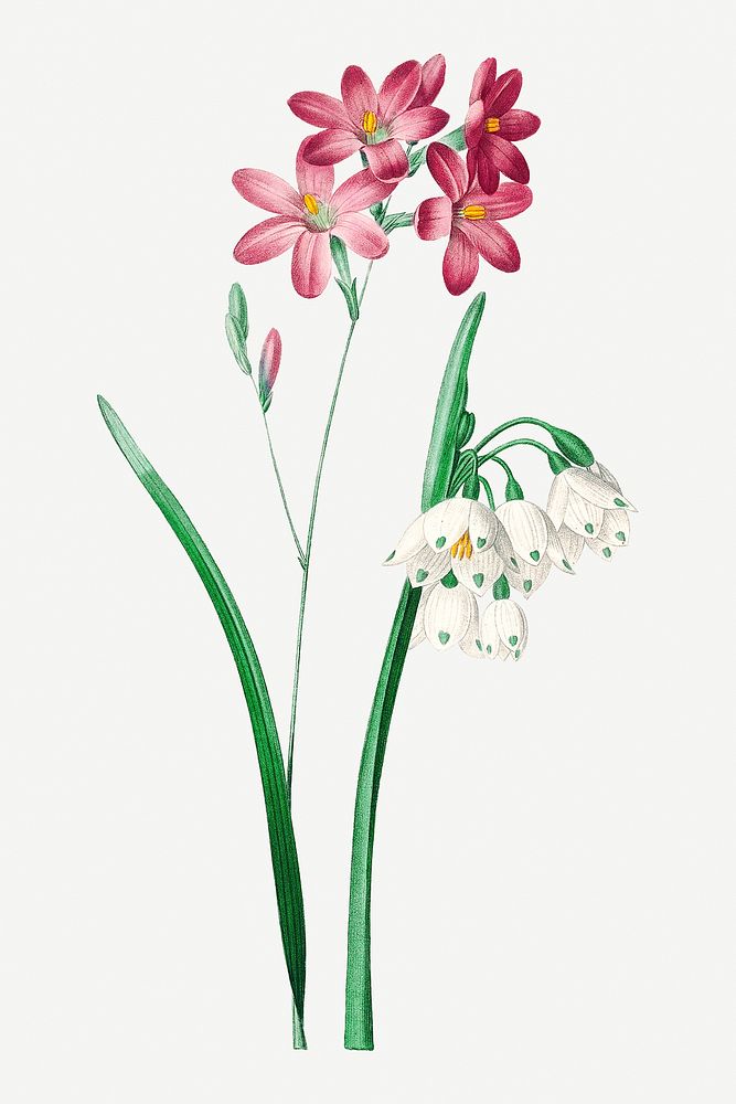 Pink ixia flower psd botanical illustration, remixed from artworks by Pierre-Joseph Redout&eacute;