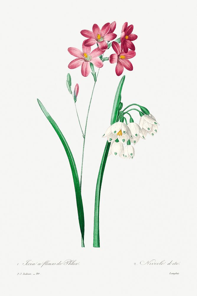 Pink ixia by Pierre-Joseph Redout&eacute; (1759&ndash;1840). Original from Biodiversity Heritage Library. Digitally enhanced…