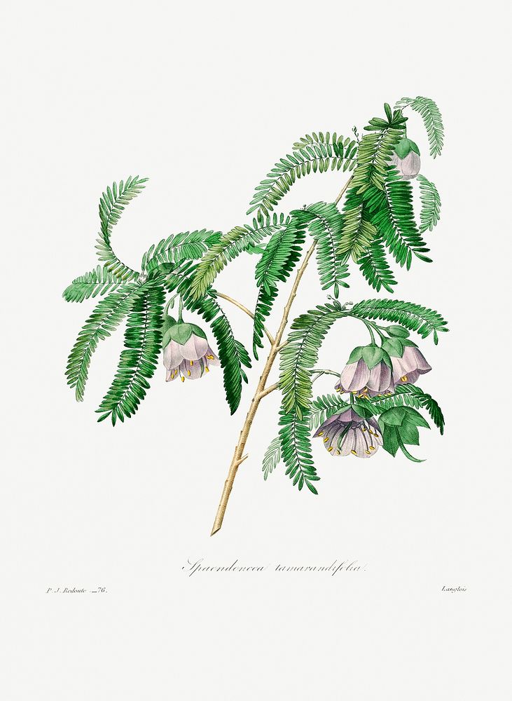 Purple peach-blossom by Pierre-Joseph Redout&eacute; (1759&ndash;1840). Original from Biodiversity Heritage Library.…