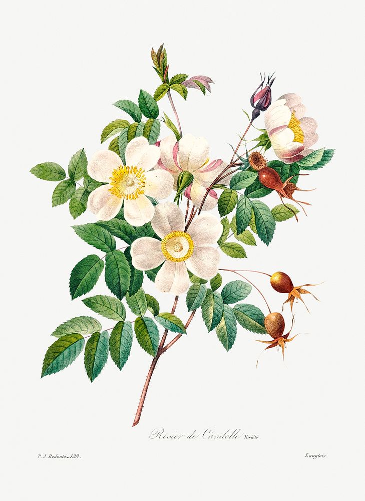 White rose of york by Pierre-Joseph Redout&eacute; (1759&ndash;1840). Original from Biodiversity Heritage Library. Digitally…