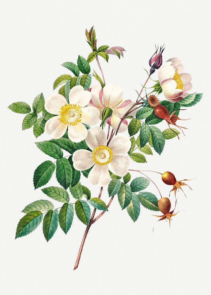 White rose of york flower psd botanical illustration, remixed from artworks by Pierre-Joseph Redout&eacute;