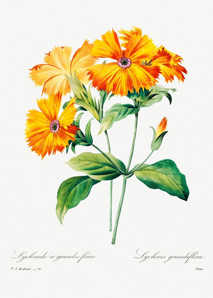Lychnis grandiflora by Pierre-Joseph Redout&eacute; (1759&ndash;1840). Original from Biodiversity Heritage Library.…