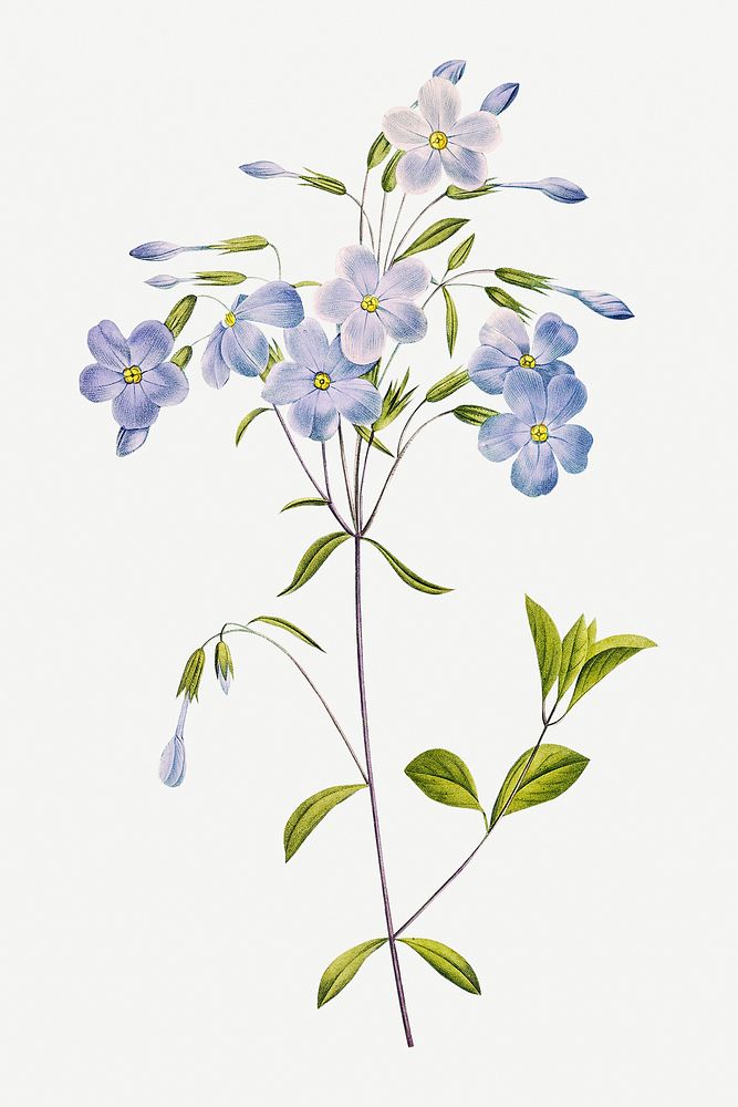 Reptans flower psd botanical illustration, remixed from artworks by Pierre-Joseph Redout&eacute;