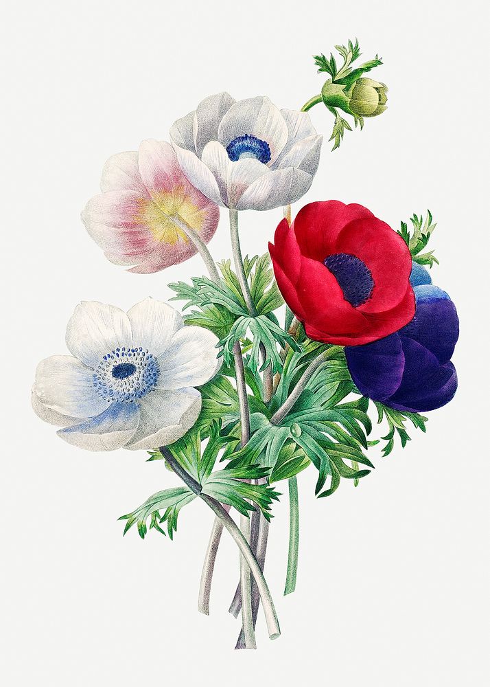 Anemone flower psd botanical illustration, remixed from artworks by Pierre-Joseph Redout&eacute;