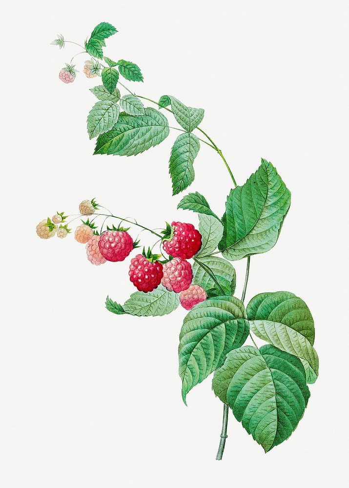 Raspberry plant psd botanical illustration, remixed from artworks by Pierre-Joseph Redout&eacute;