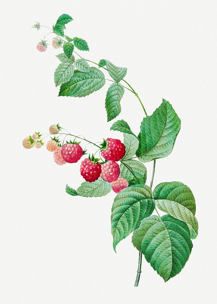 Raspberry plant psd botanical illustration, Premium PSD Illustration