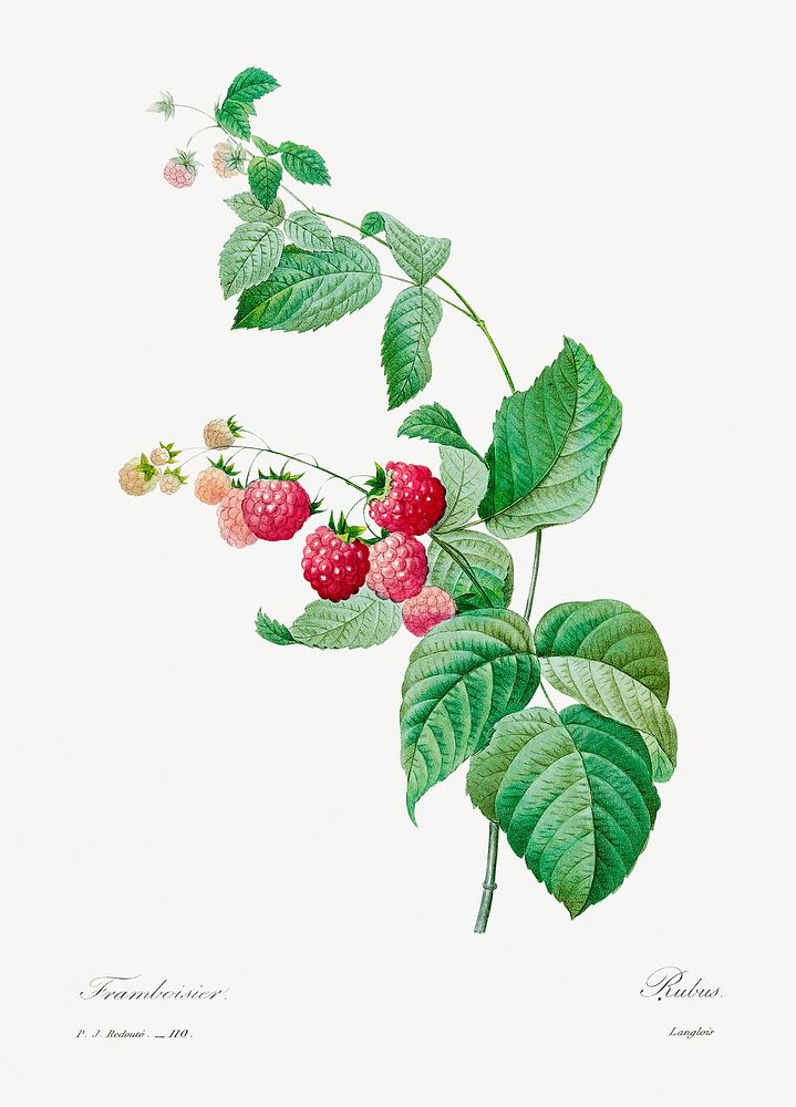 Raspberry by Pierre-Joseph Redout&eacute; (1759&ndash;1840). Original from Biodiversity Heritage Library. Digitally enhanced…