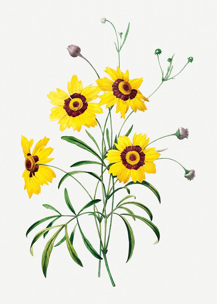 Tickseed flower psd botanical illustration, remixed from artworks by Pierre-Joseph Redout&eacute;