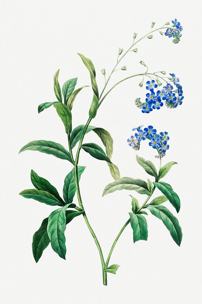 Forget me not flower psd botanical illustration, remixed from artworks by Pierre-Joseph Redout&eacute;