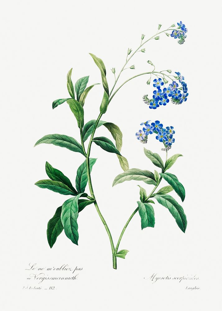 Forget me not by Pierre-Joseph Redout&eacute; (1759&ndash;1840). Original from Biodiversity Heritage Library. Digitally…