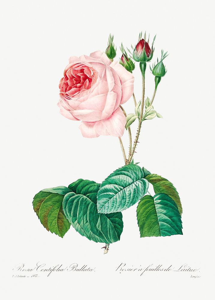 Cabbage rose by Pierre-Joseph Redout&eacute; (1759&ndash;1840). Original from Biodiversity Heritage Library. Digitally…