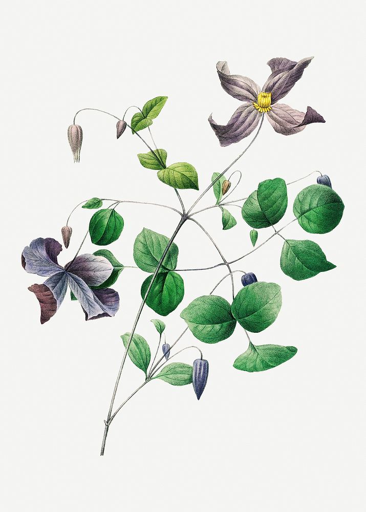 Virgin's bower flower psd botanical illustration, remixed from artworks by Pierre-Joseph Redout&eacute;