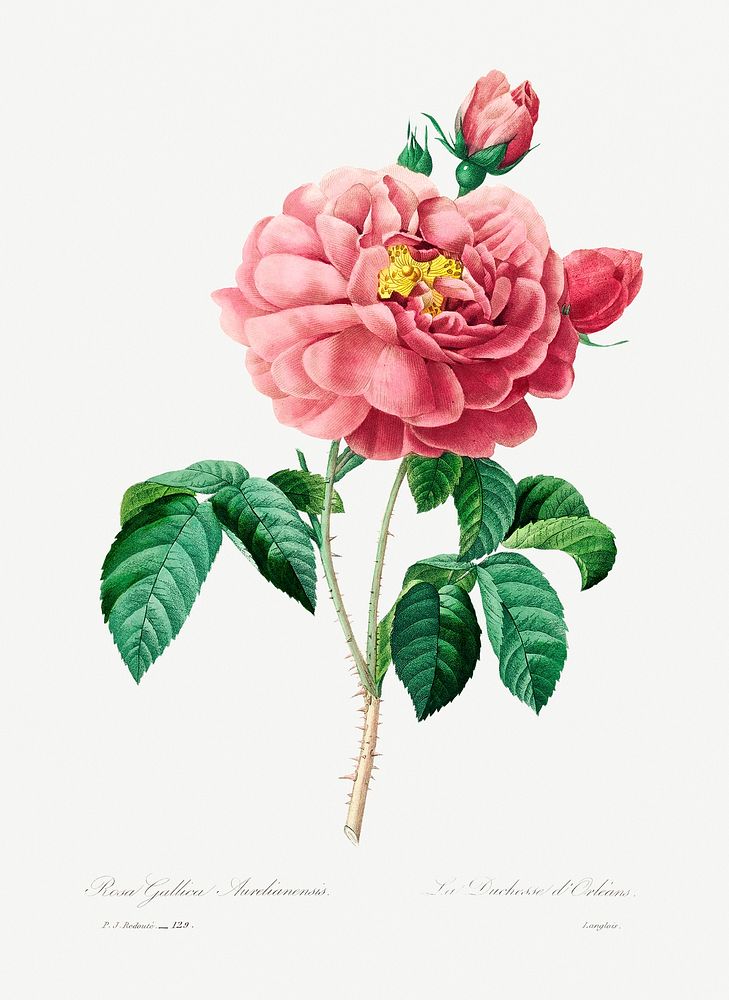 Pink rose by Pierre-Joseph Redout&eacute; (1759&ndash;1840). Original from Biodiversity Heritage Library. Digitally enhanced…