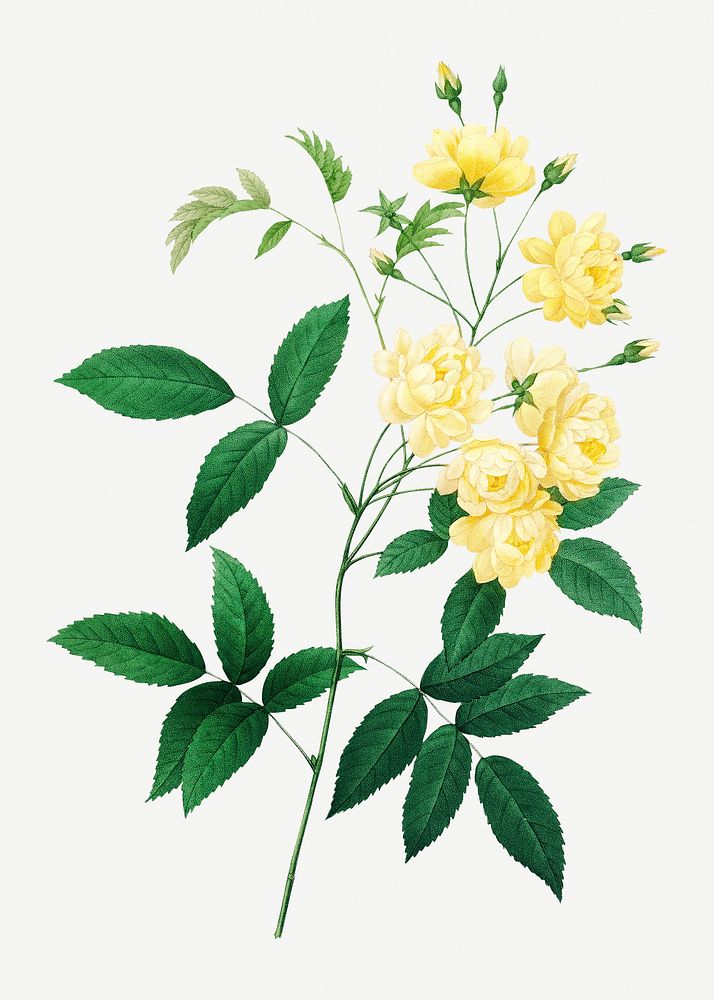 Lady bank's rose flower psd botanical illustration, remixed from artworks by Pierre-Joseph Redout&eacute;