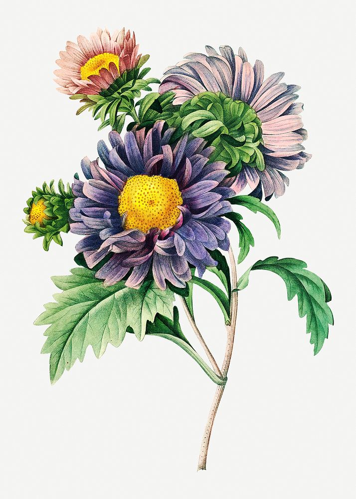 China aster flower psd botanical illustration, remixed from artworks by Pierre-Joseph Redout&eacute;