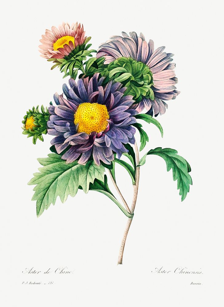 China aster by Pierre-Joseph Redout&eacute; (1759&ndash;1840). Original from Biodiversity Heritage Library. Digitally…