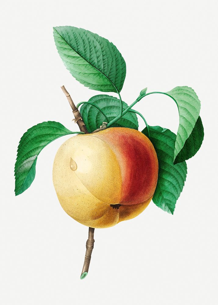 Apple fruit psd botanical illustration, remixed from artworks by Pierre-Joseph Redout&eacute;