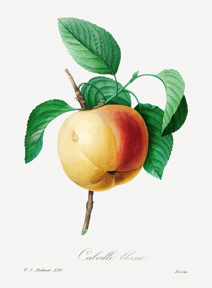 Apple by Pierre-Joseph Redout&eacute; (1759&ndash;1840). Original from Biodiversity Heritage Library. Digitally enhanced by…