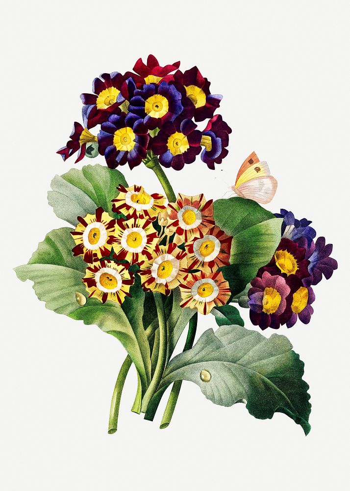 Primula auricula flower psd botanical illustration, remixed from artworks by Pierre-Joseph Redout&eacute;