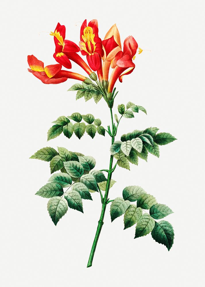 Bignonia capensis flower psd botanical illustration, remixed from artworks by Pierre-Joseph Redout&eacute;