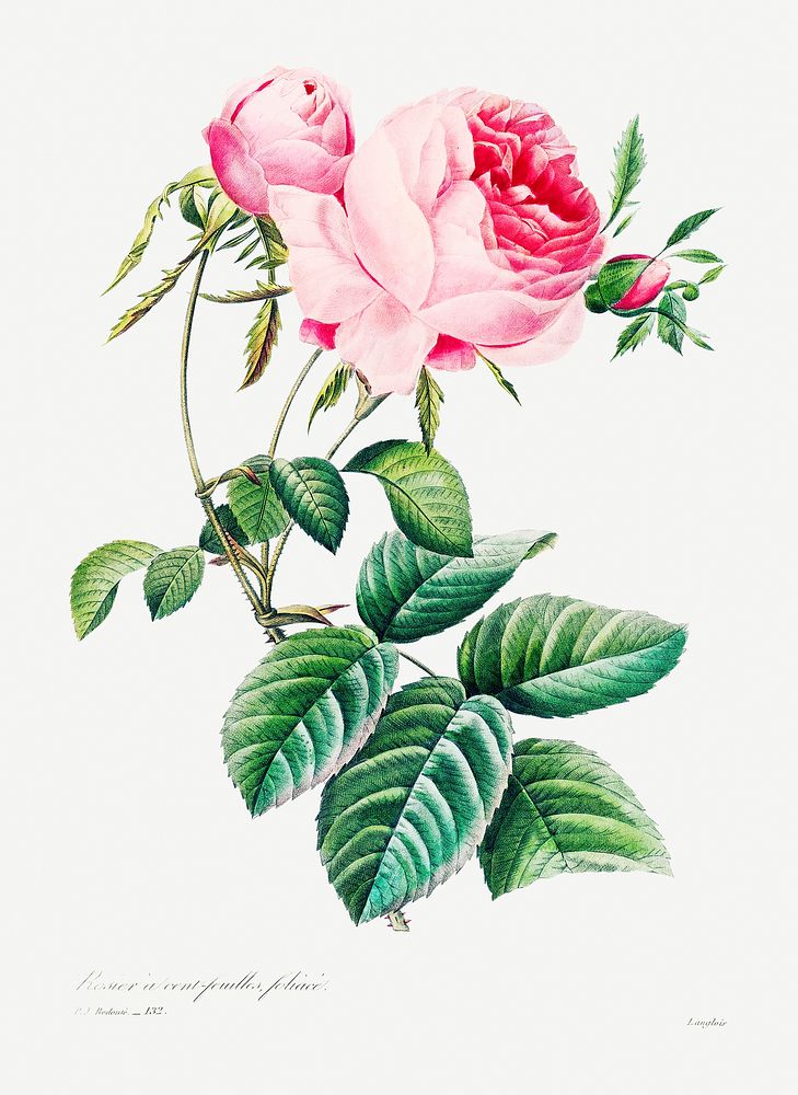 Cabbage rose by Pierre-Joseph Redout&eacute; (1759&ndash;1840). Original from Biodiversity Heritage Library. Digitally…