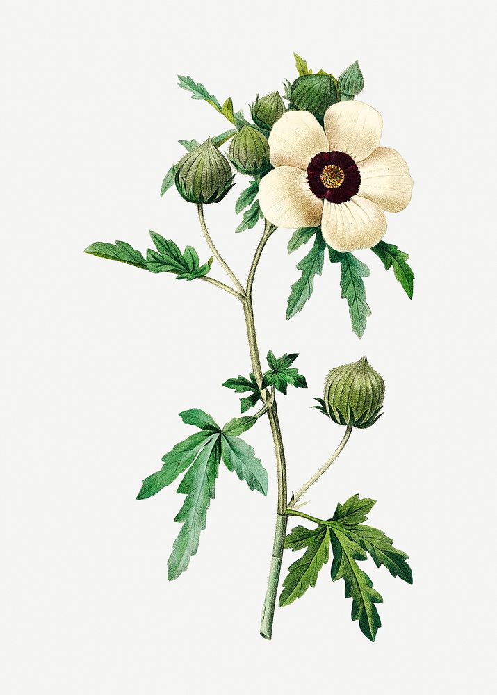 Venice mallow flower psd botanical illustration, remixed from artworks by Pierre-Joseph Redout&eacute;
