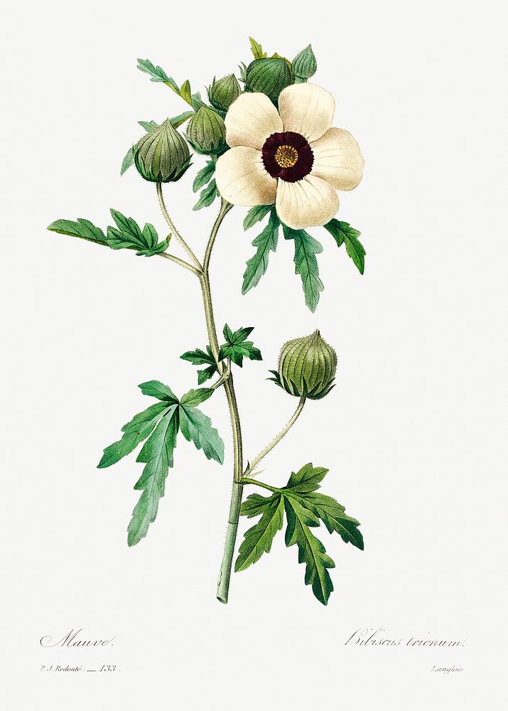 Venice mallow by Pierre-Joseph Redout&eacute; (1759&ndash;1840). Original from Biodiversity Heritage Library. Digitally…
