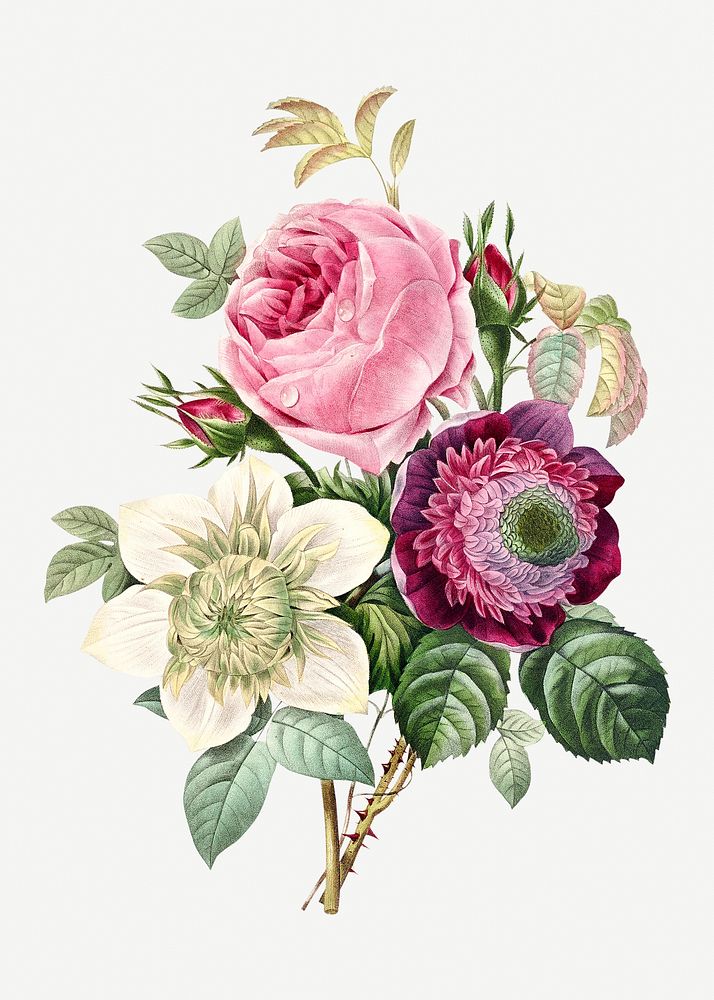 Anemone and rose flower psd botanical illustration, remixed from artworks by Pierre-Joseph Redout&eacute;