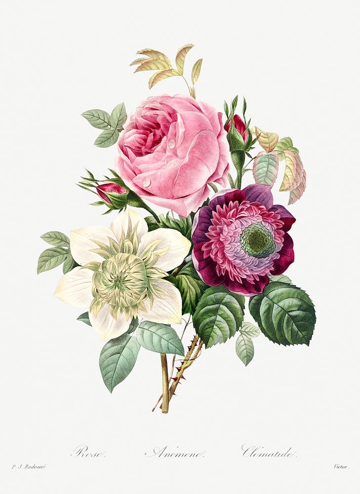 Anemone and cabbage rose by Pierre-Joseph Redout&eacute; (1759&ndash;1840). Original from Biodiversity Heritage Library.…