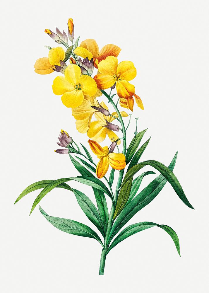 Wallflower psd botanical illustration, remixed from artworks by Pierre-Joseph Redout&eacute;