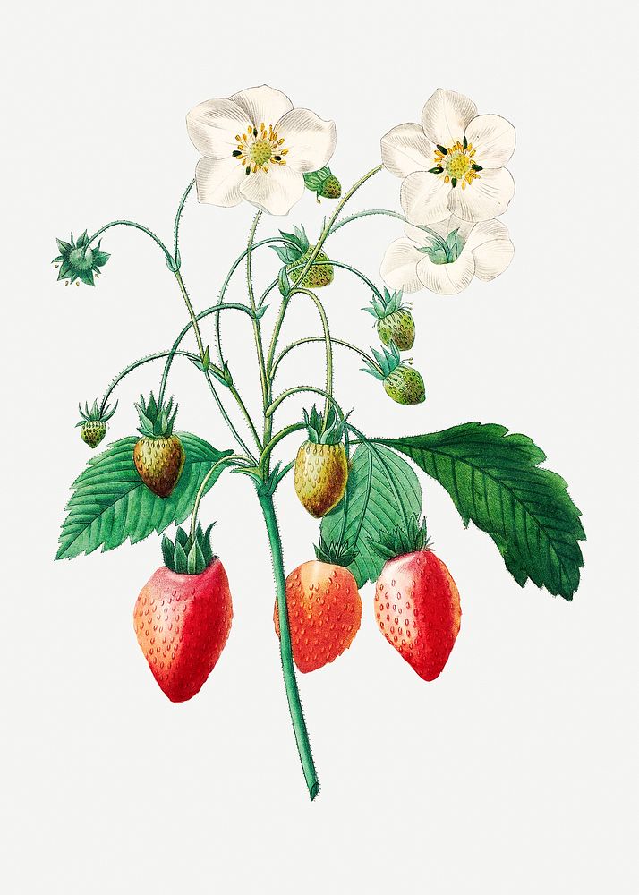 Strawberry fruit psd botanical illustration, remixed from artworks by Pierre-Joseph Redout&eacute;