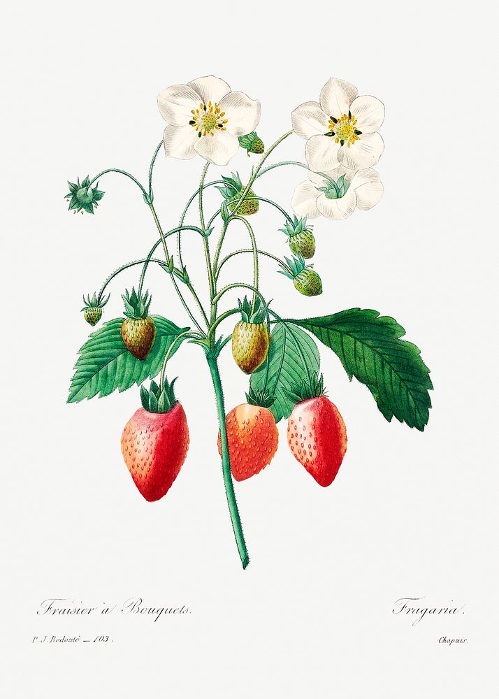 Strawberry by Pierre-Joseph Redout&eacute; (1759&ndash;1840). Original from Biodiversity Heritage Library. Digitally…