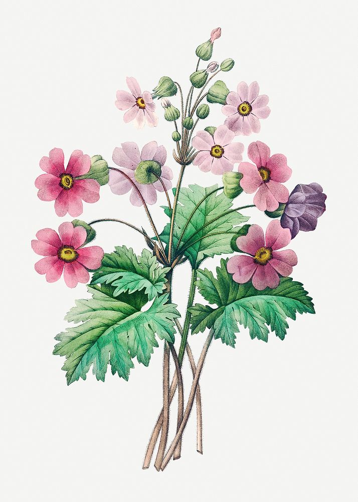 The Chinese primrose  psd botanical illustration, remixed from artworks by Pierre-Joseph Redout&eacute;