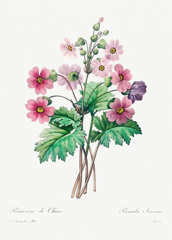 The Chinese primrose by Pierre-Joseph Redout&eacute; (1759&ndash;1840). Original from Biodiversity Heritage Library.…