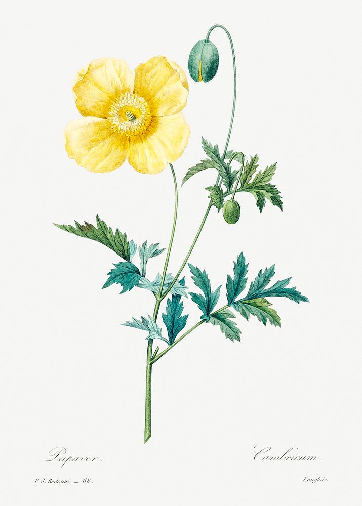 Welsh poppy by Pierre-Joseph Redout&eacute; (1759&ndash;1840). Original from Biodiversity Heritage Library. Digitally…