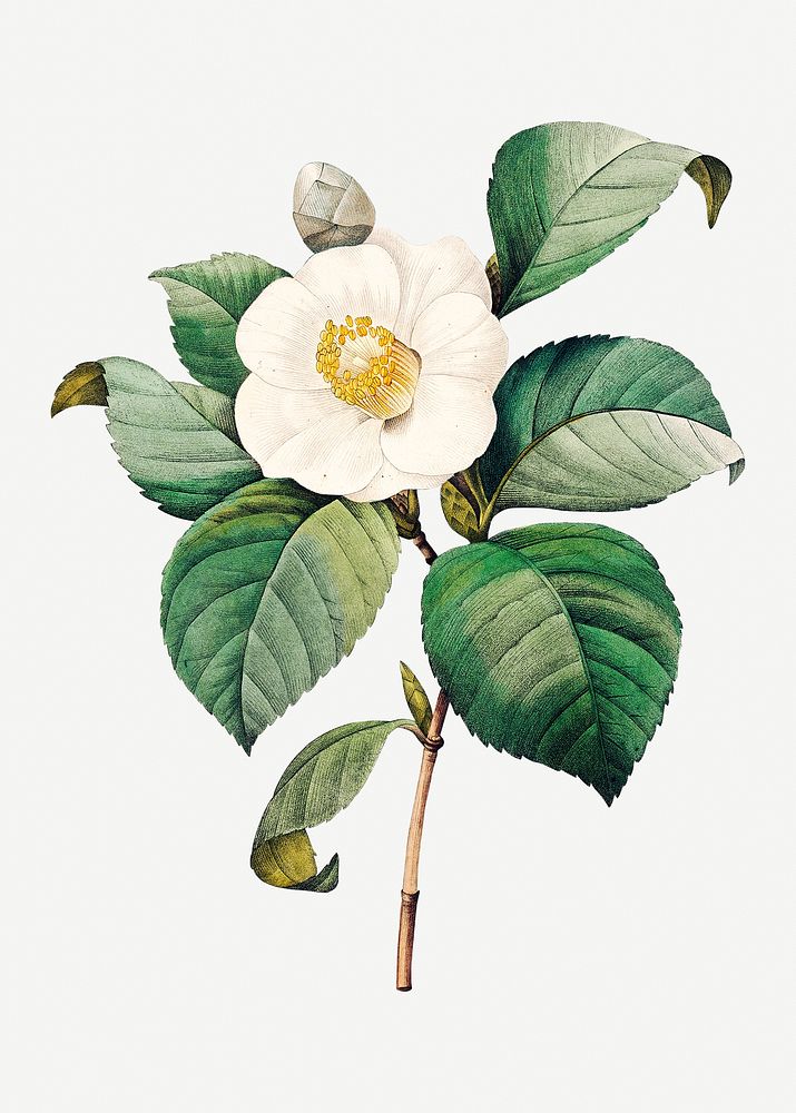 White Japanese camellia flower psd botanical illustration, remixed from artworks by Pierre-Joseph Redout&eacute;
