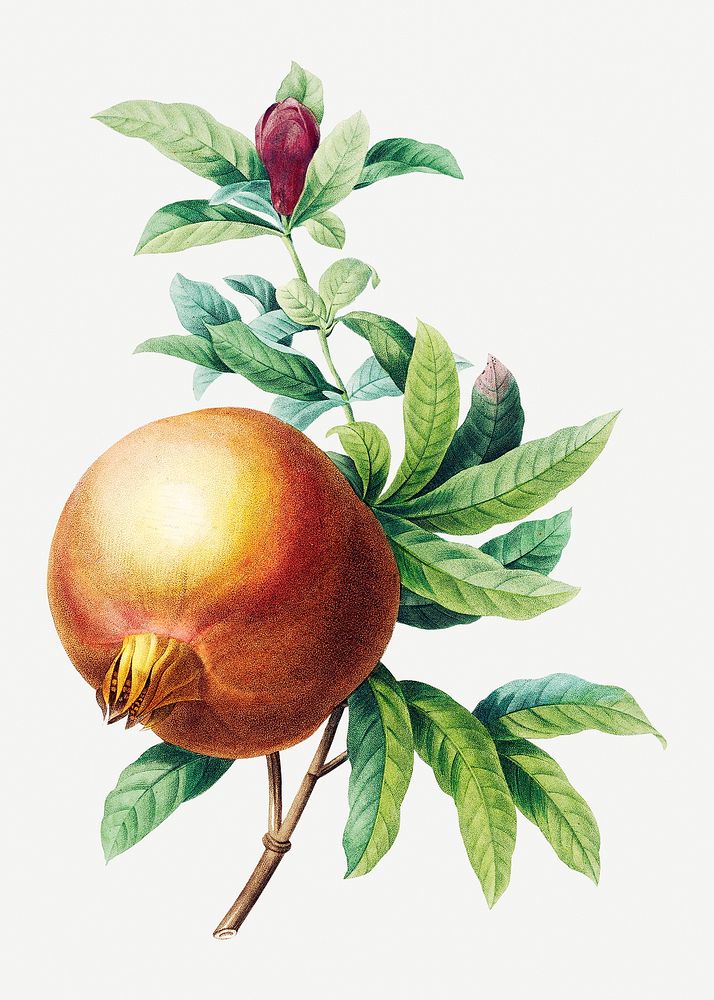 Pomegranate fruit psd botanical illustration, remixed from artworks by Pierre-Joseph Redout&eacute;