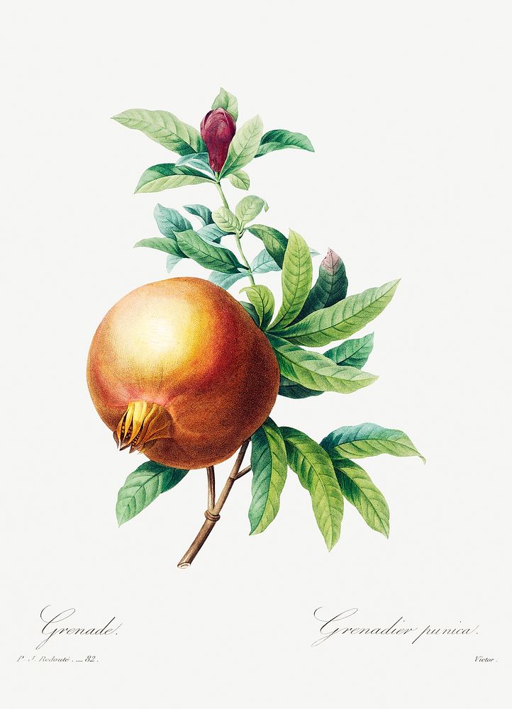 Pomegranate by Pierre-Joseph Redout&eacute; (1759&ndash;1840). Original from Biodiversity Heritage Library. Digitally…