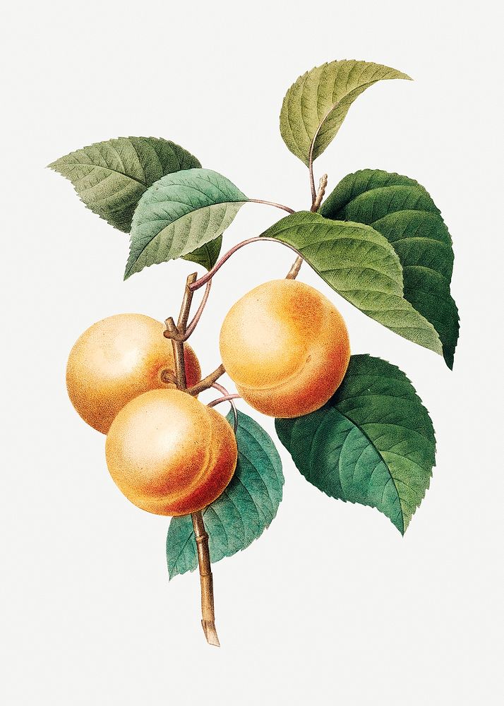 Peaches on a branch psd botanical illustration, remixed from artworks by Pierre-Joseph Redout&eacute;