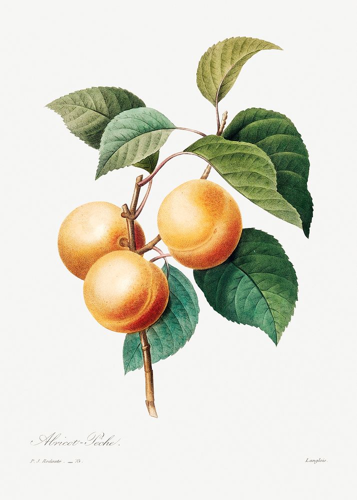 Peaches by Pierre-Joseph Redout&eacute; (1759&ndash;1840). Original from Biodiversity Heritage Library. Digitally enhanced…