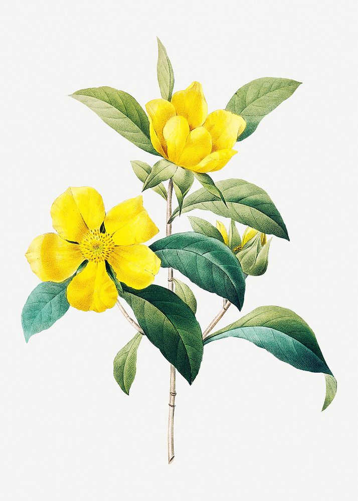 Golden guinea vine psd botanical illustration, remixed from artworks by Pierre-Joseph Redout&eacute;