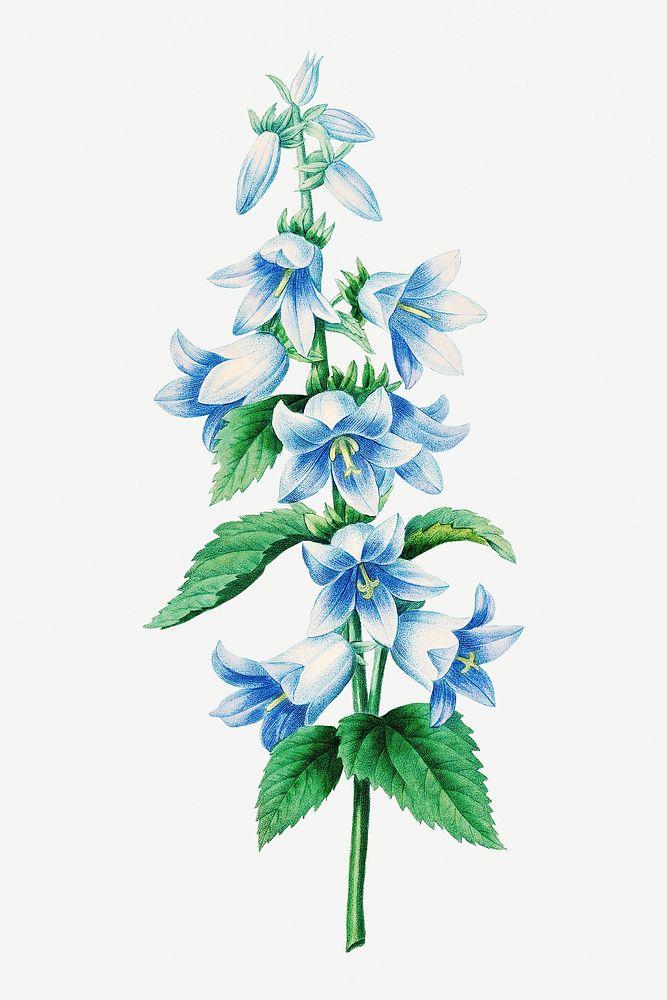 Bellflower psd botanical illustration, remixed from artworks by Pierre-Joseph Redout&eacute;