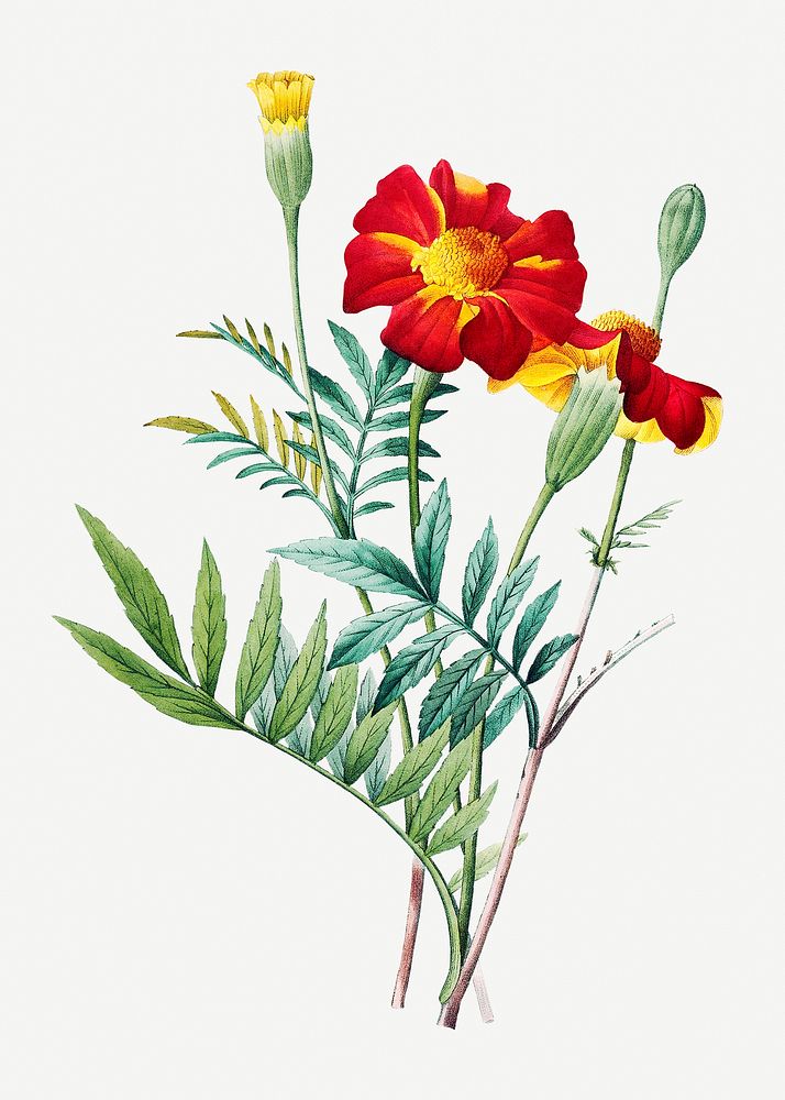 Mexican flower psd botanical illustration, remixed from artworks by Pierre-Joseph Redout&eacute;